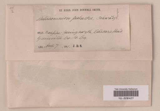 Aulacomnium palustre