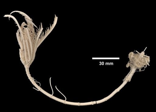 Neocrinus decorus