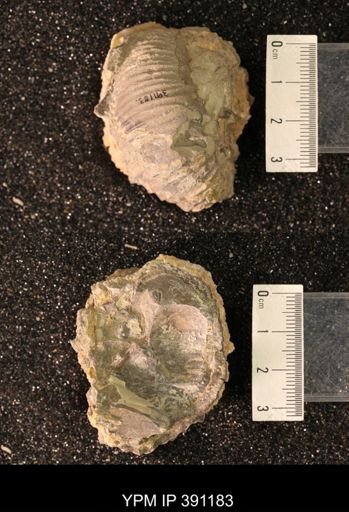Scaphitidae