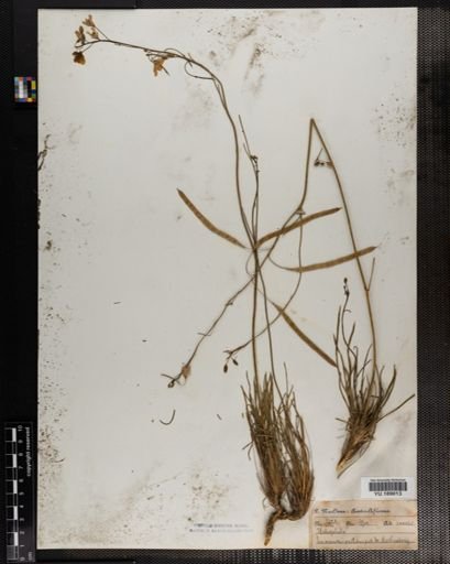 Plantae