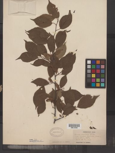 Prunus americana