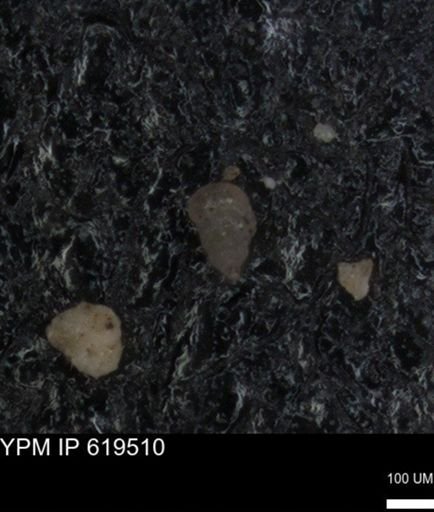 undet. Foraminiferida