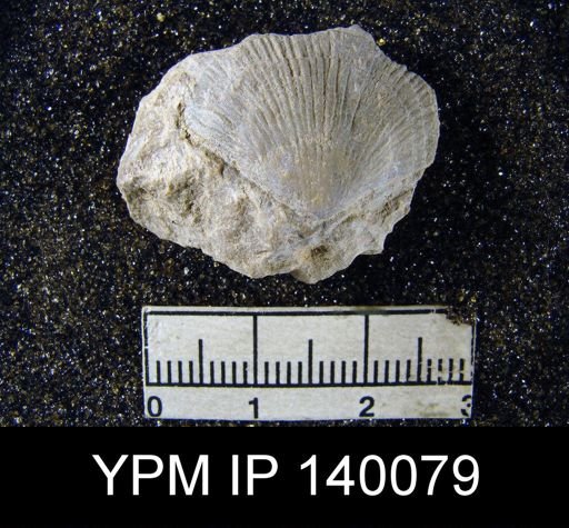 Streptorhynchus sp.