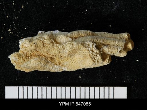 Schizoporella unicornis