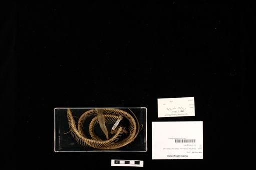 Pantherophis guttatus