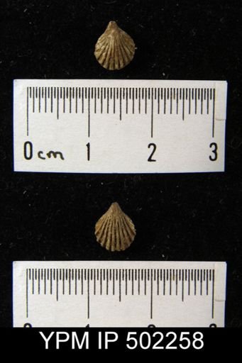Hustedia mormoni