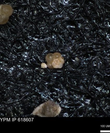 undet. Foraminiferida