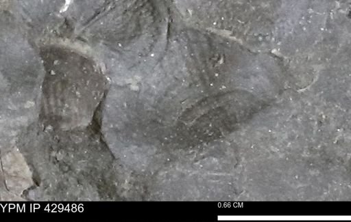 Devonochonetes sp.