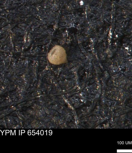 Clathrocyclas (Clathrocyclas) irrasa