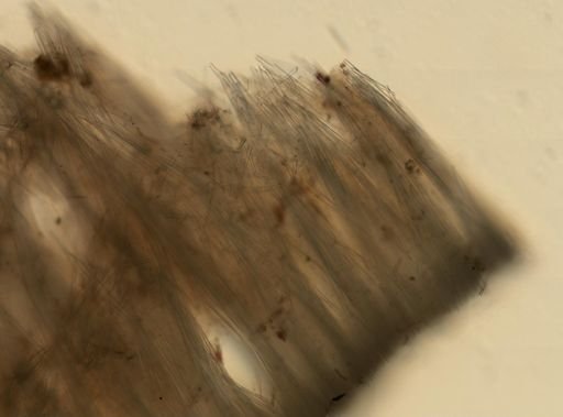 Axinellida
