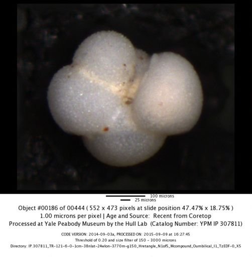 Neogloboquadrina incompta