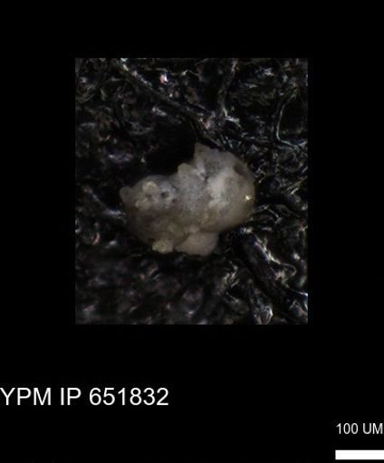 undet. Foraminiferida
