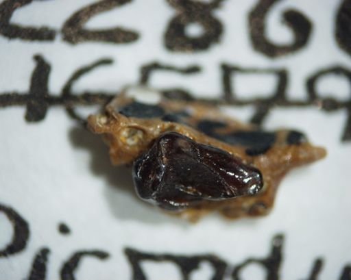 Picrodus silberlingi