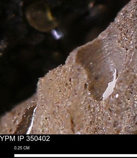 undet. Mollusca