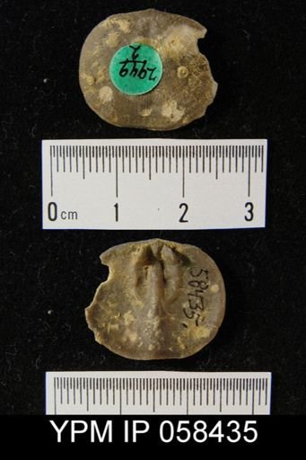 Dalmanella subcarinata