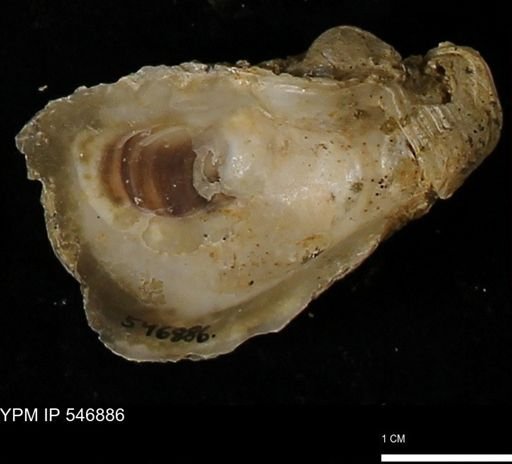 Ostrea virginiana