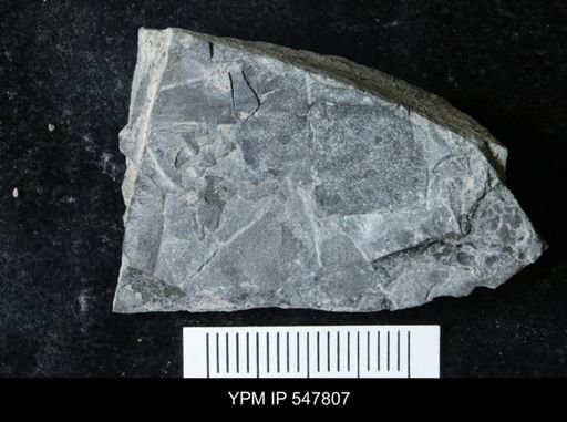 undet. Eurypterida