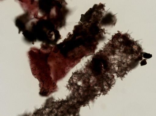 Aplysilla sp.
