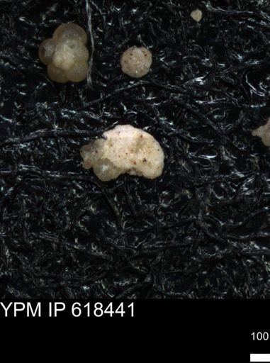 undet. Foraminiferida