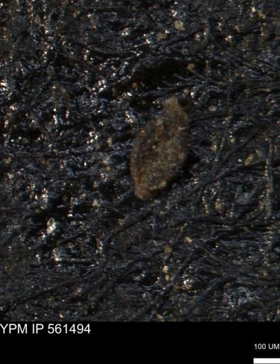 Miliammina manitobensis