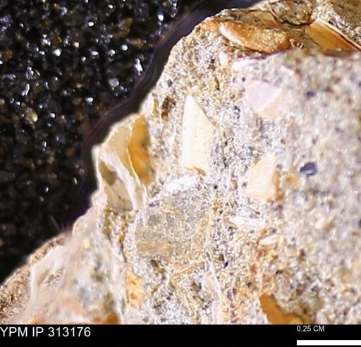 Corbicula