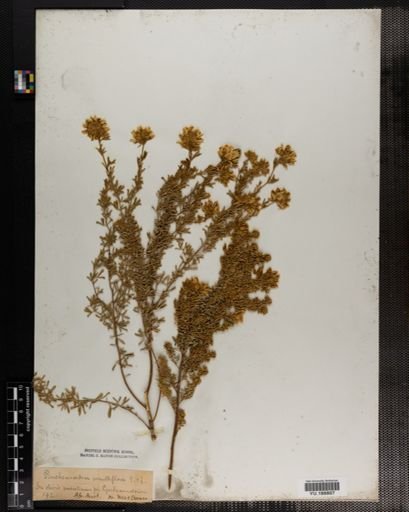 Plantae
