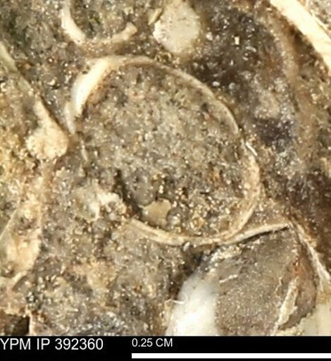 Protocardia subquadrata