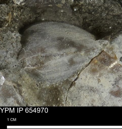 Protocardia sp.