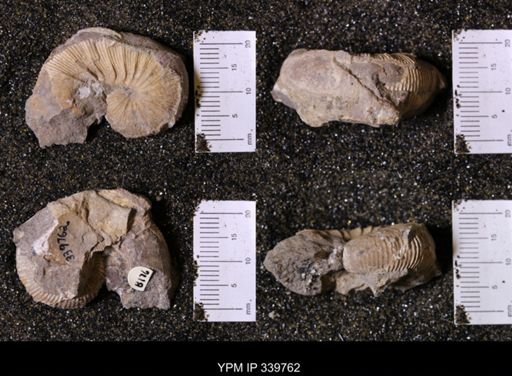 Scaphites whitfieldi