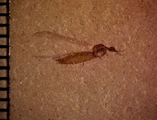 undet. Tipulidae