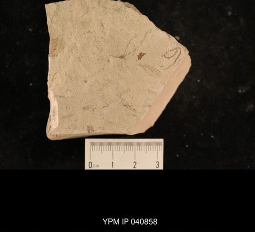 Liomopteridae