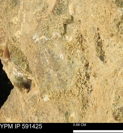 Discoscaphites sp.