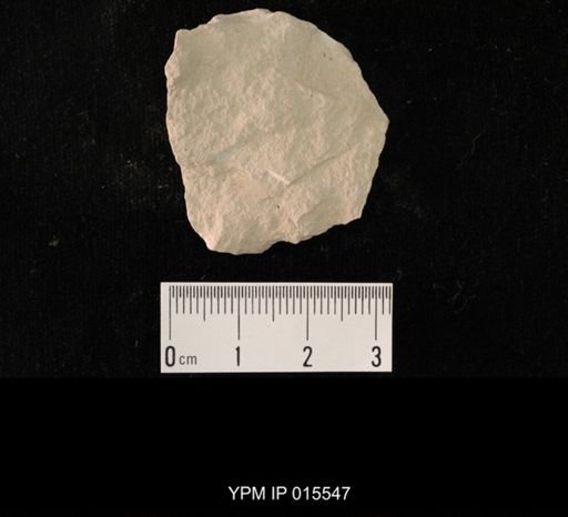Probnis speciosa