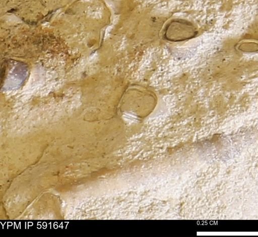 Serpulidae