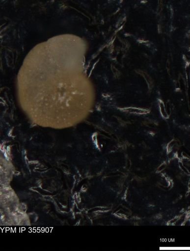 undet. Foraminiferida