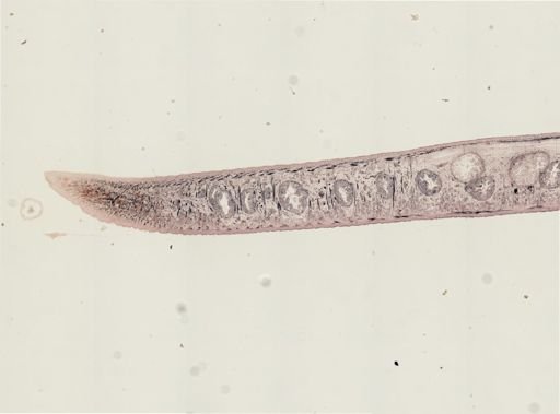 Turbellaria