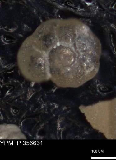 undet. Foraminiferida