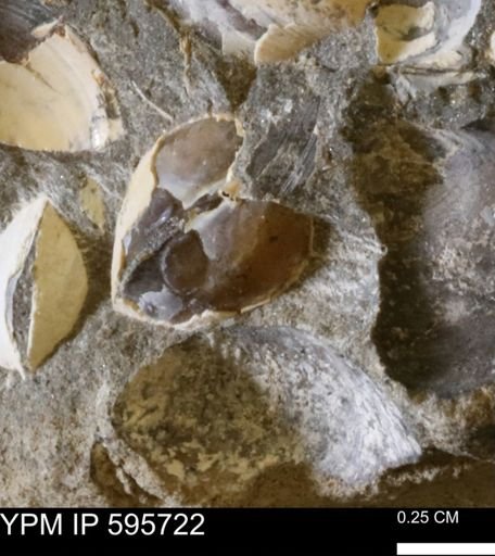 Protocardia sp.