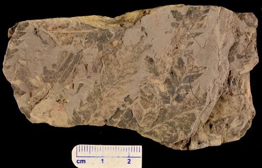 Coniopteris sp.