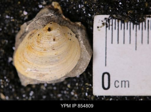 Limopsis striatopunctatus