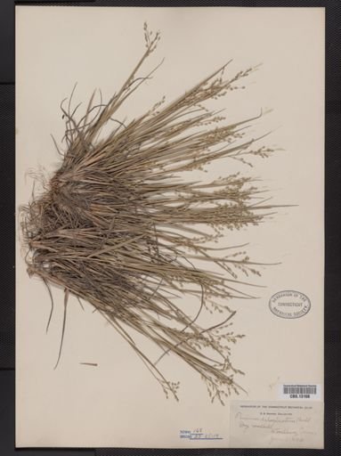 Panicum depauperatum