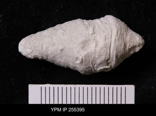 Agelasida?