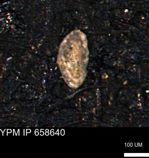 Spirolocammina planula