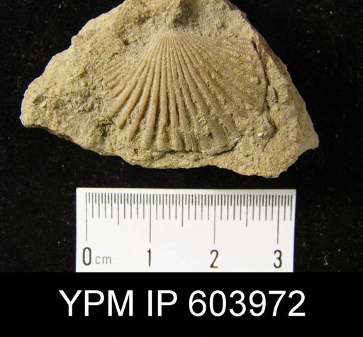 Leptocoelia flabellites