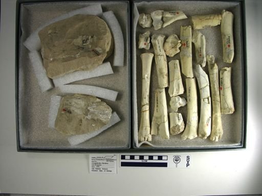 Blastomeryx antilopinus