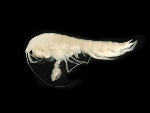 Crangonyx grandimanus