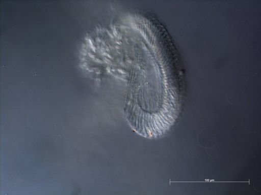 Kephyes ovata