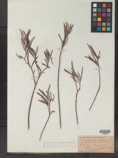 Andromeda glaucophylla