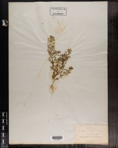 Plantae