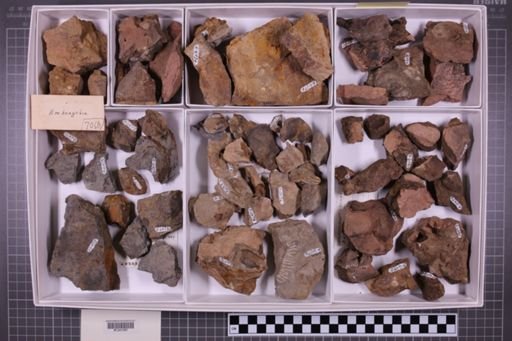 mixed taxa, stratigraphic collection